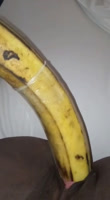 Se masturba con un enorme plátano maduro